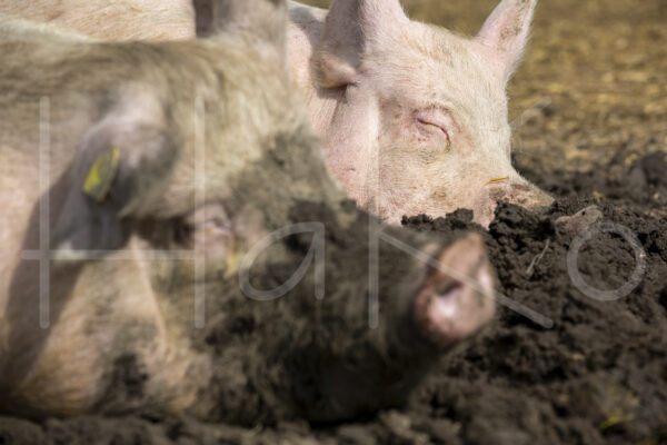 Varkens (16B4870)