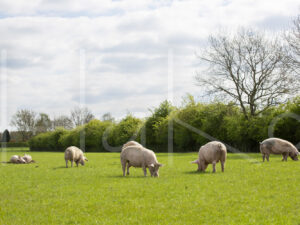 Varkens (16B4880)
