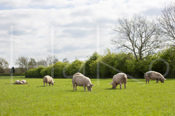 Varkens (16B4880)