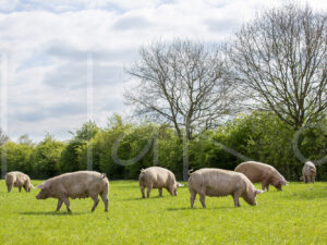 Varkens (16B4886)