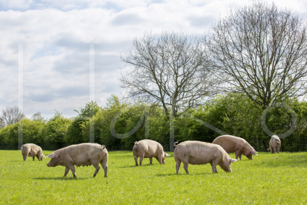 Varkens (16B4886)