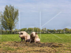 Varkens (16B4893)
