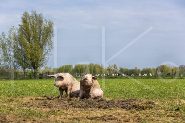 Varkens (16B4893)