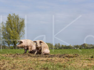 Varkens (16B4900)