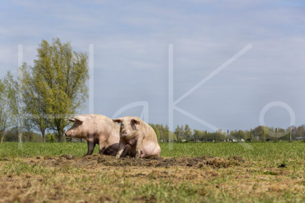 Varkens (16B4900)