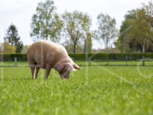 Varkens (16B4904)