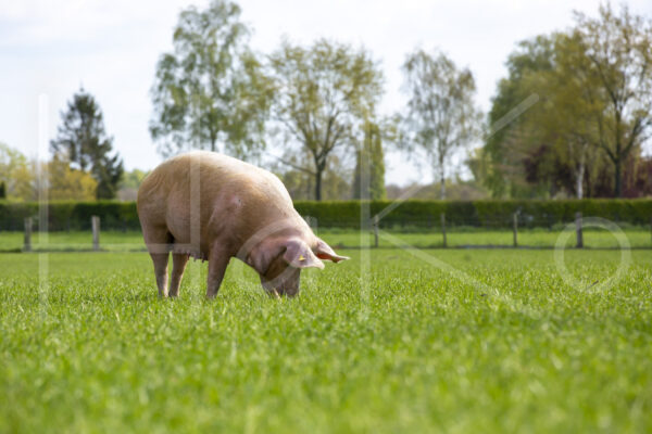 Varkens (16B4904)
