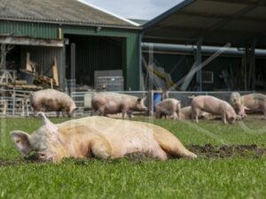 Varkens (16B4913)