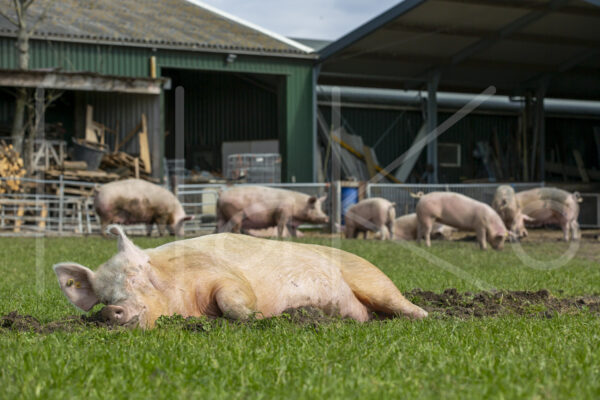 Varkens (16B4913)