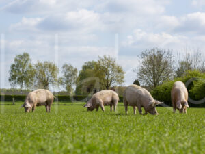 Varkens (16B4918)