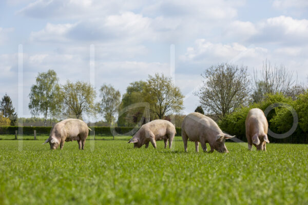 Varkens (16B4918)