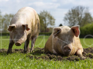 Varkens (16B4933)