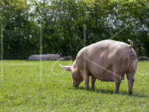Varkens (16B4936)