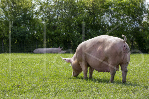 Varkens (16B4936)