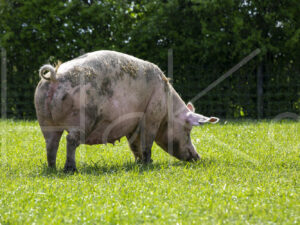 Varkens (16B4939)