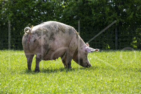 Varkens (16B4939)