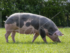 Varkens (16B4944)