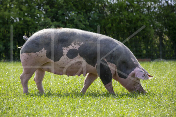 Varkens (16B4944)