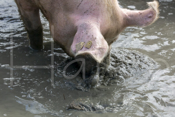 Varkens (16B4970)
