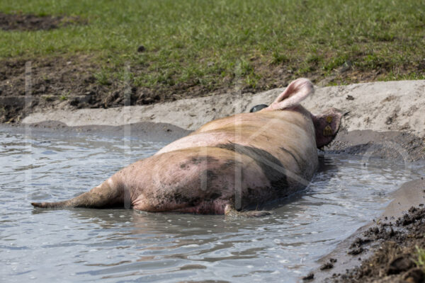 Varkens (16B4976)