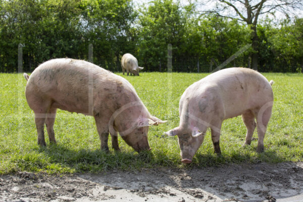 Varkens (16B4999)