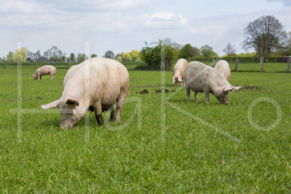 Varkens (16B5005)