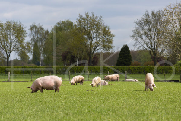 Varkens (16B5009)