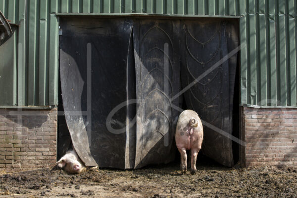 Varkens (16B5044)
