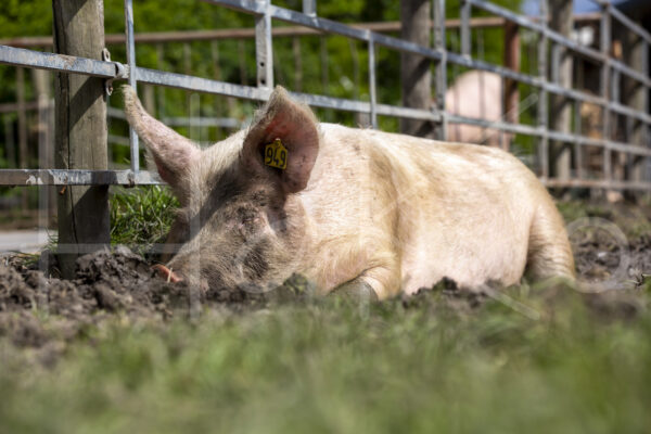 Varkens (16B5054)
