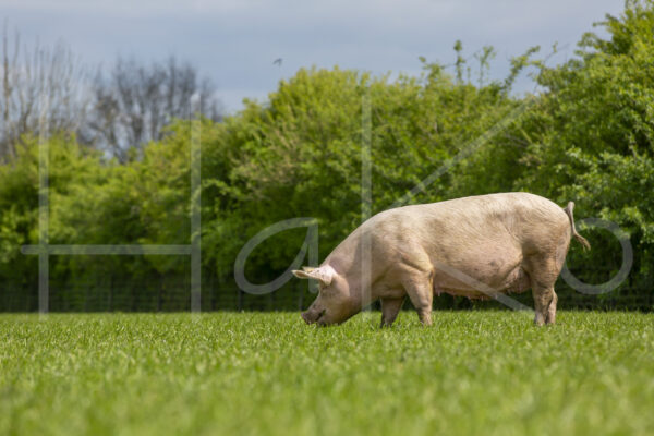 Varkens (16B5113)