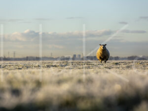 Schapen (16B6861)