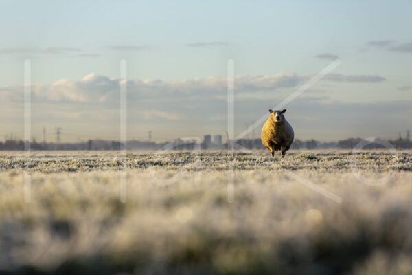 Schapen (16B6861)