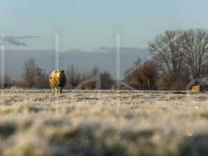 Schapen (16B6879)