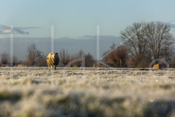 Schapen (16B6879)