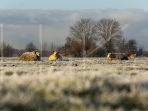 Schapen (16B6897)