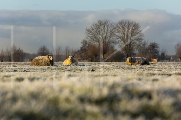 Schapen (16B6897)