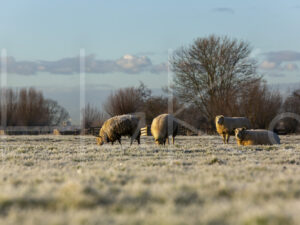 Schapen (16B6913)