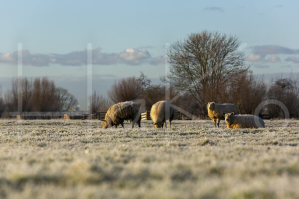 Schapen (16B6913)