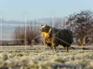 Schapen (16B6932)