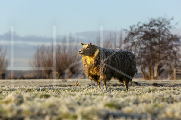 Schapen (16B6932)