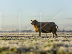 Schapen (16B6937)