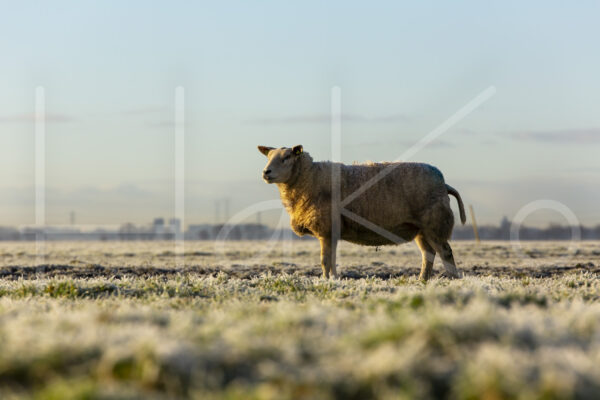 Schapen (16B6937)