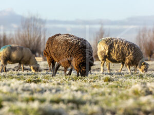Schapen (16B6993)