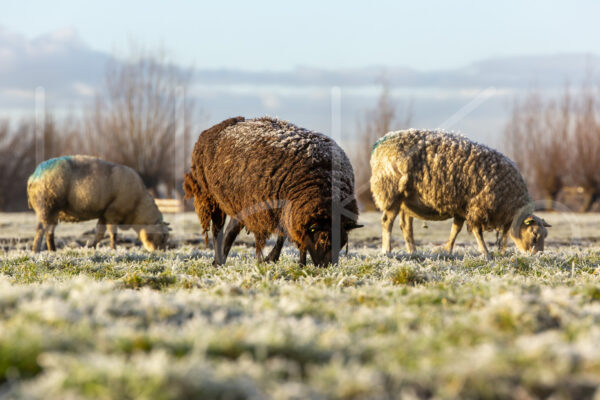 Schapen (16B6993)