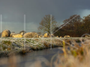 Schapen (16B7013)