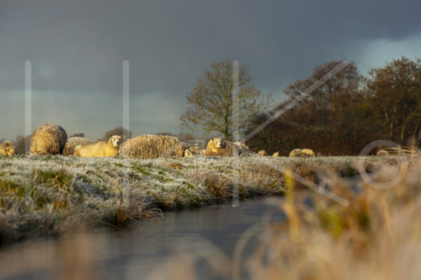 Schapen (16B7013)