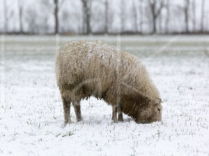 Schapen (16B7347)