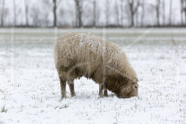 Schapen (16B7347)