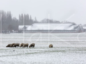 Schapen (16B7445)