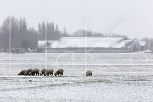 Schapen (16B7445)